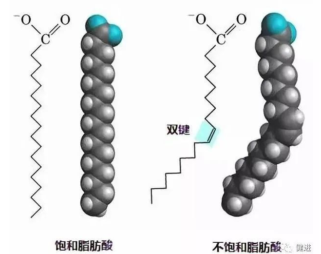 短鏈、中鏈、長鏈脂肪酸